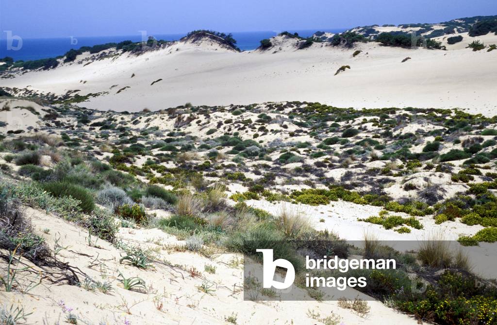 Mediterranean maquis, Piscinas, Sardinia, Italy