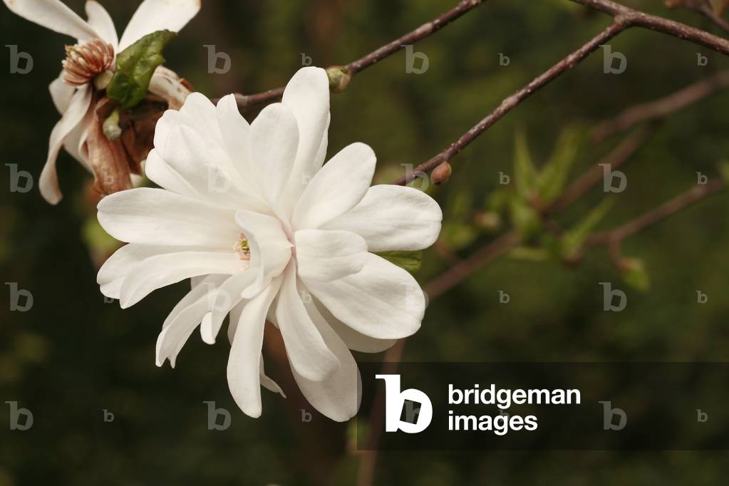 Magnolia kobus x loebneri “” Pyrouette”