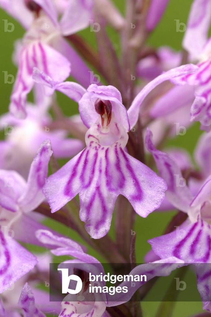 Dactylorhiza maculata, Italy
