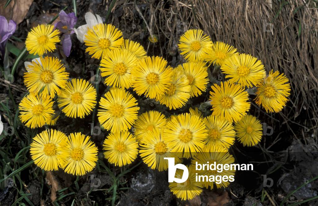 Tussilago Farfara, Italy