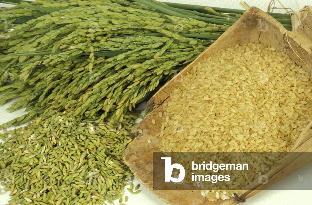 Oryza Sativa, Rice, North Italy, Italy