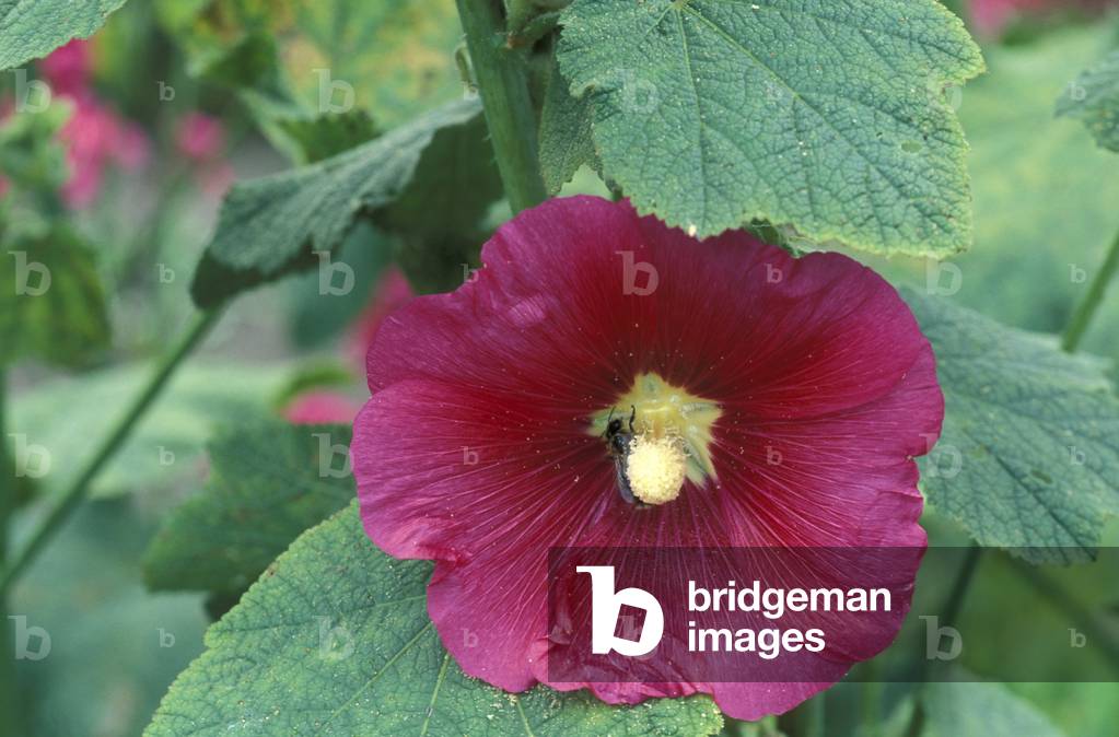 Althaea rosea