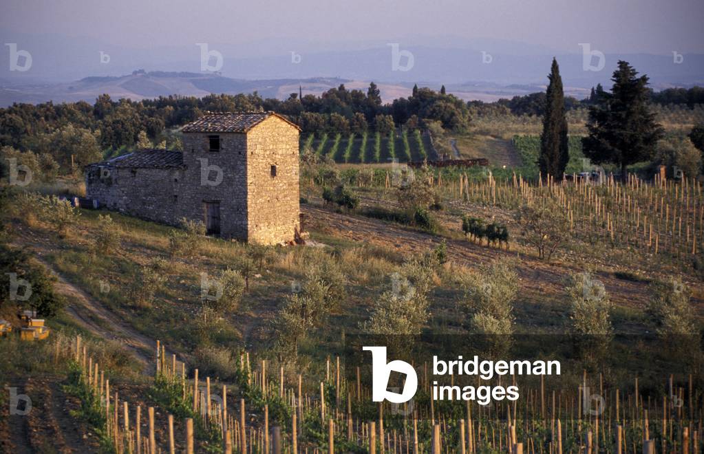 House and field, Villa di Sotto, Tuscany, Italy.