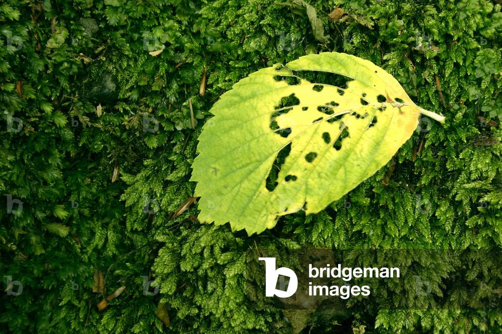 Musk and leaf
