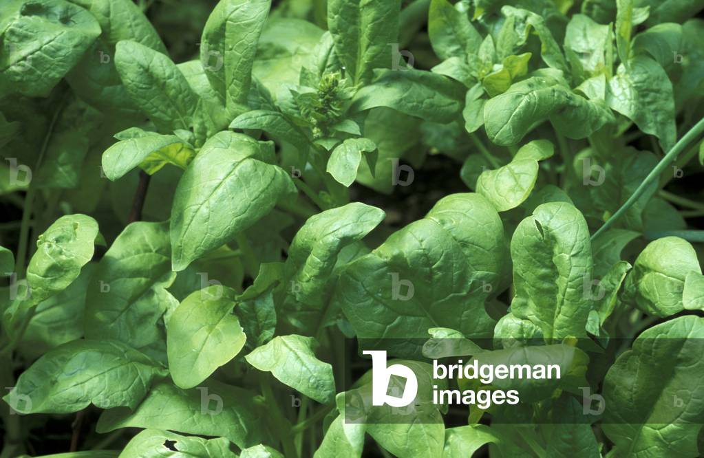 Spinacia Oleracea, Spinach, Italy