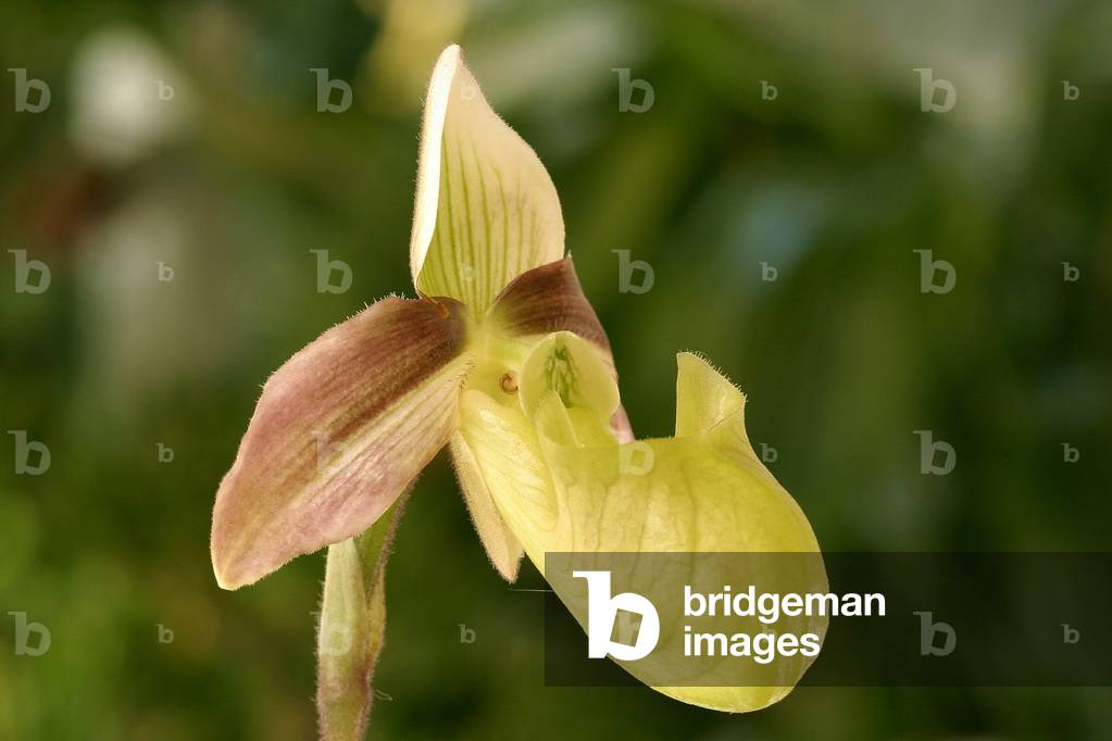 Paphiopedilum violacens