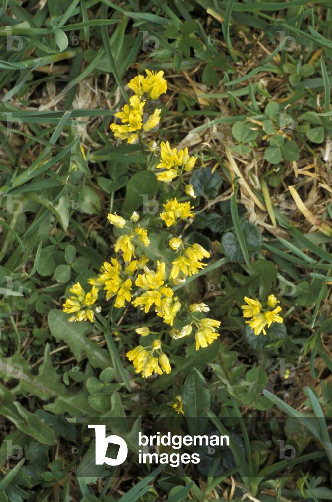Draba Aizoides, Alpi, Italy