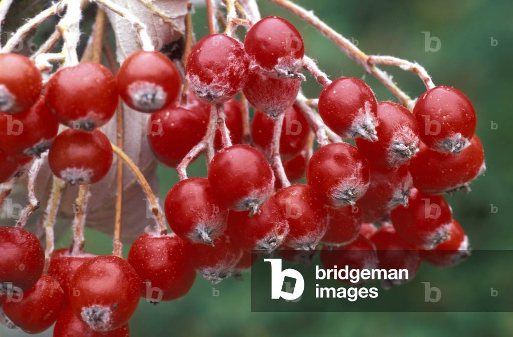 Whitebeam, Italy