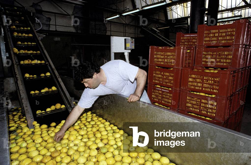 S.Gregorio, Calabria, Italy, bergamot oil processing
