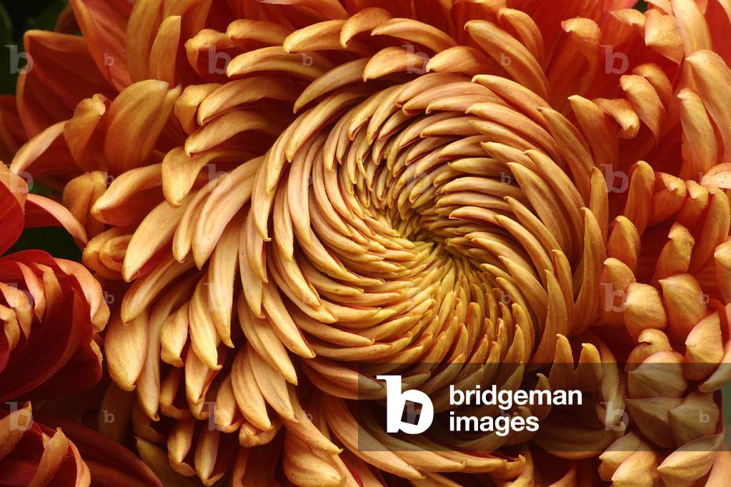 Chrysanthemum, hybrid