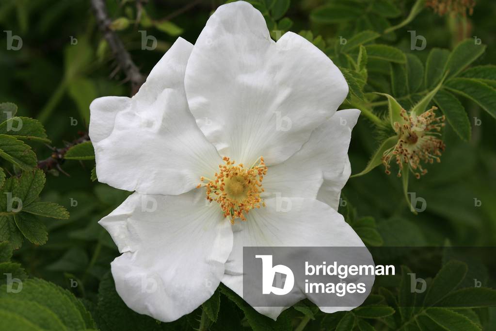 Rosa x micrugosa alba