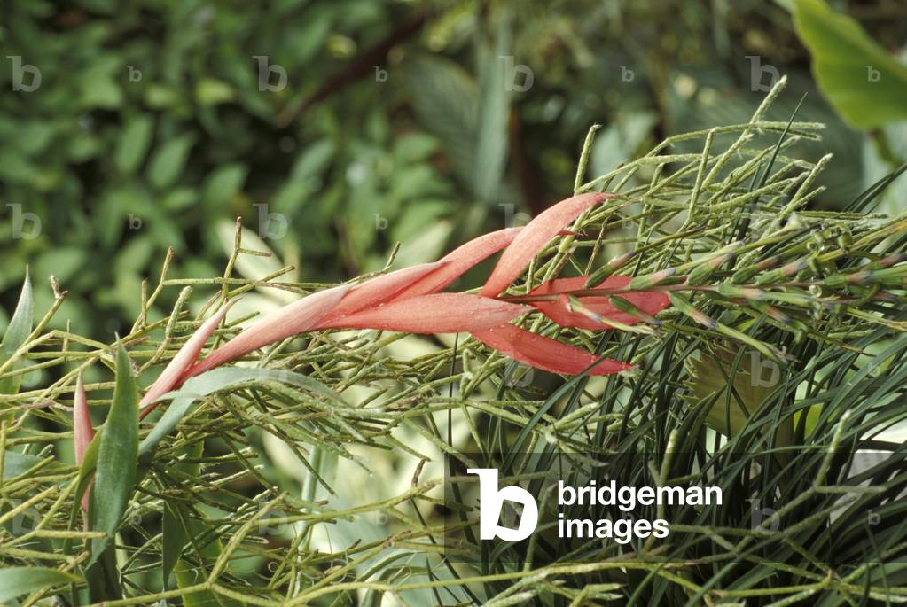 Billbergia X Windii
