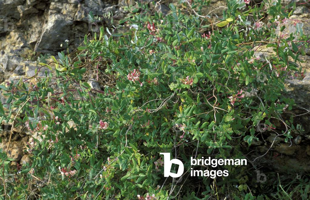 Lonicera Implexa, South Italy, Italy