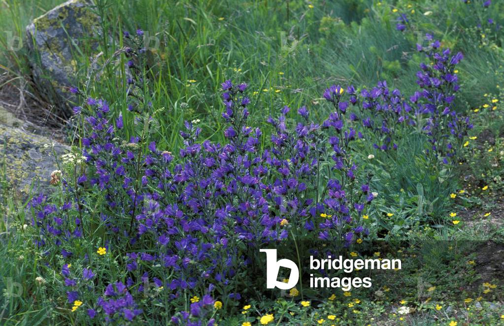 Echium Vulgare, Italy