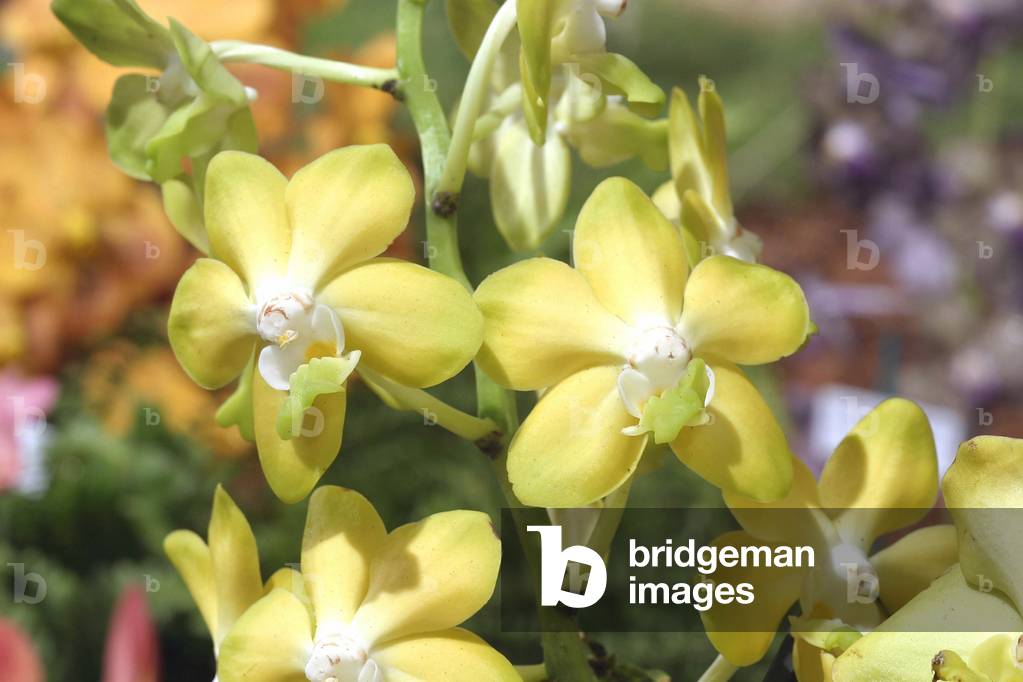 Vanda “Motes Buttercup”