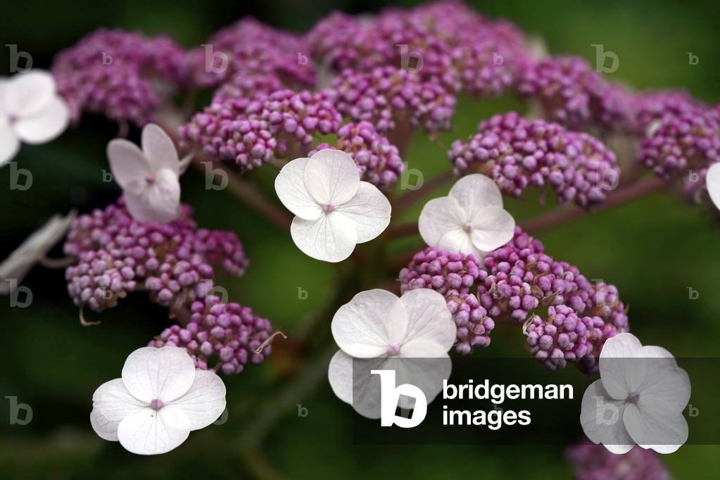 Hydrangea aspera