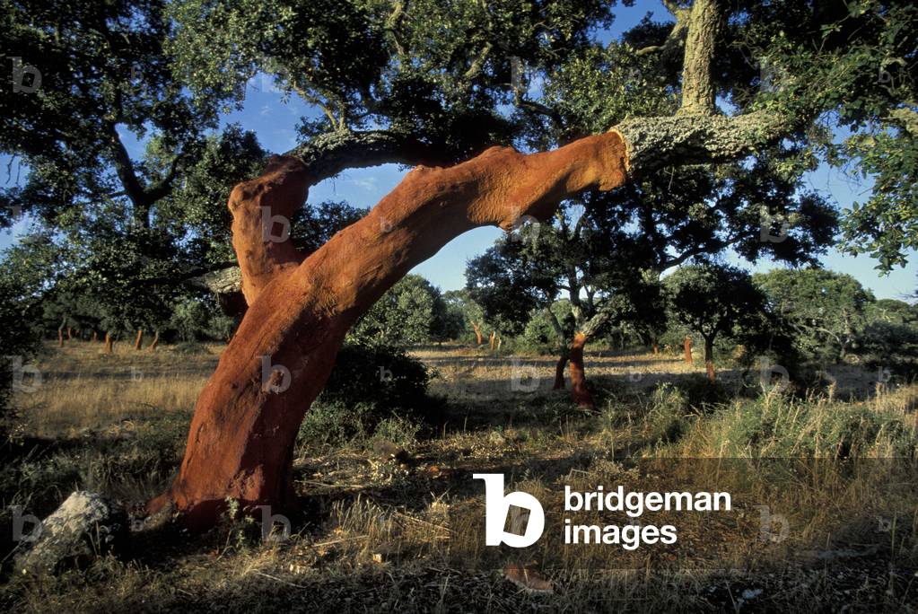 Cork plantations, Calangianus, Sardinia, Italy