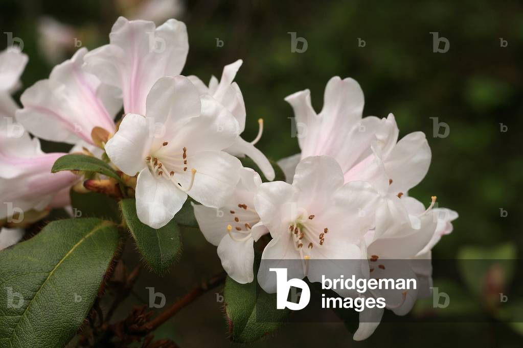 Rhododendron sp.