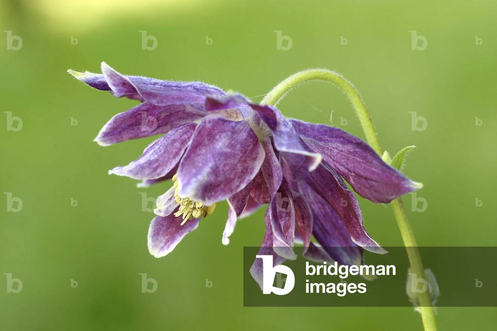 Christa Barlow aquilegia, Italy
