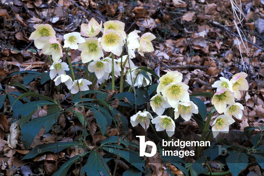 Helleborus Niger, North Italy, Italy