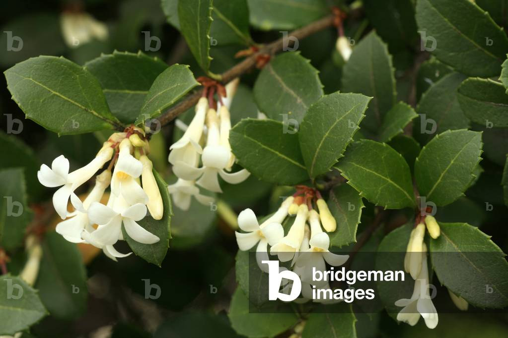 Osmanthus delavayi