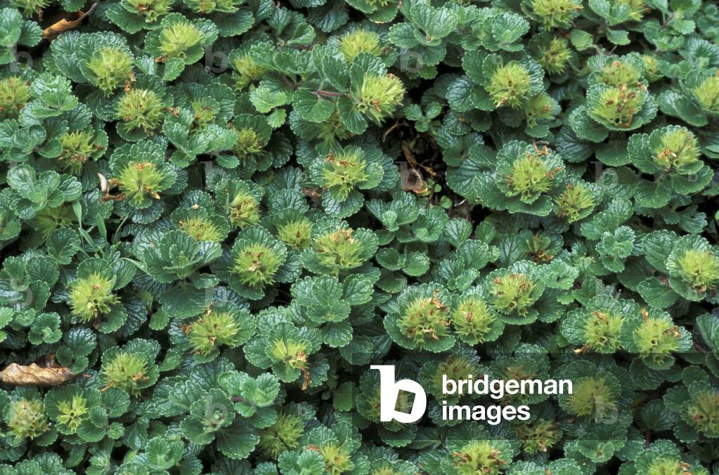 Teucrium Pyrenaicumum, Alpi, Italy