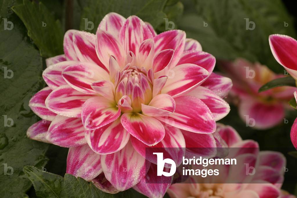 Dahlia “” Fancy”