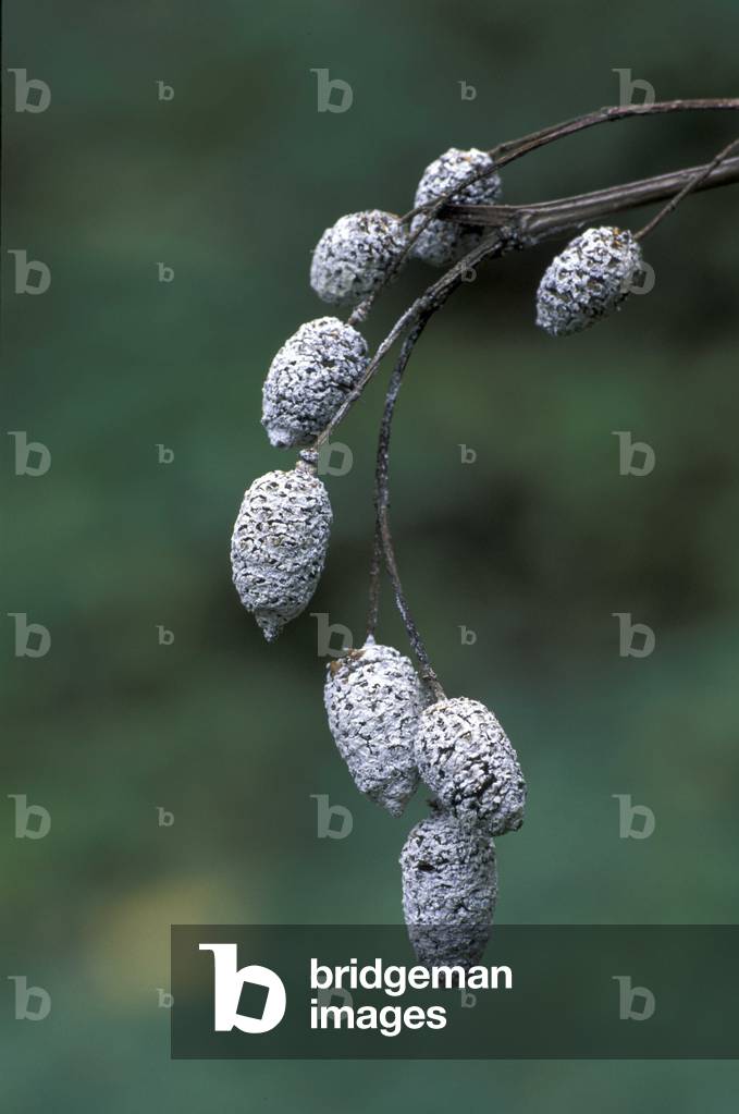 Alnus Viridis, Italy
