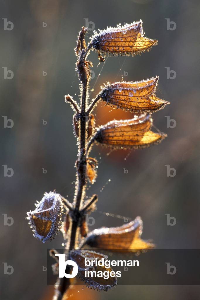 Frost on calix of sage, Italy