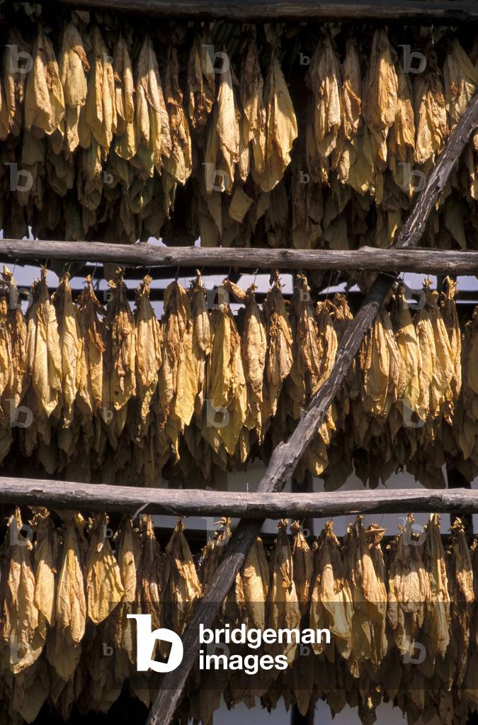 Dried tobacco, Sturno, Campania, Italy.