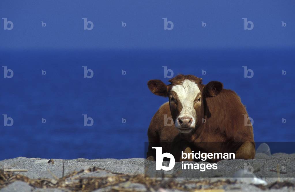 Cow, Bovalino Marina, Calabria, Italy