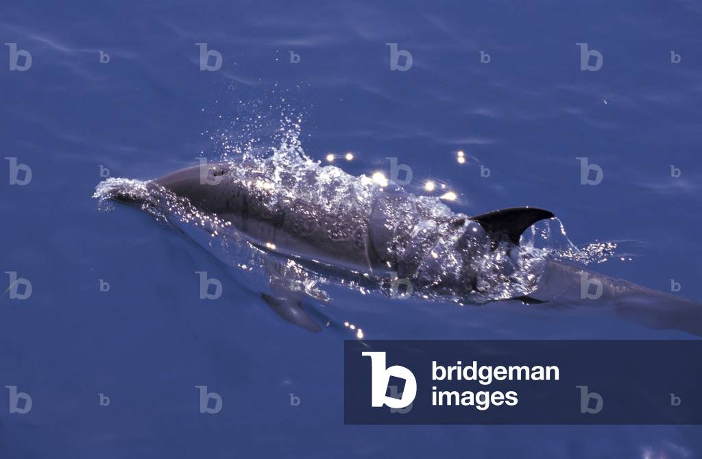 Striped dolphin, Italy