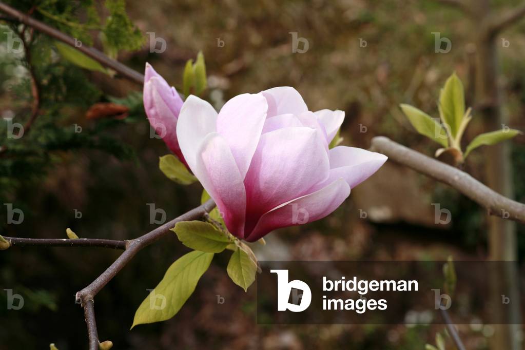 Magnolia denudata “Forrest's Pink””