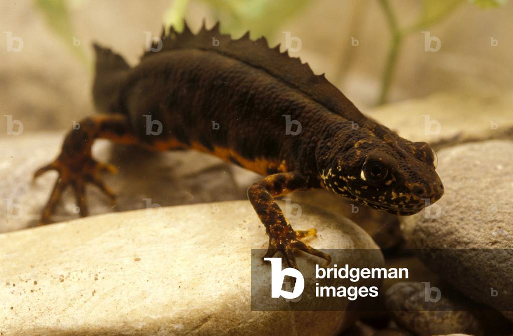 Great crested newt, Italy