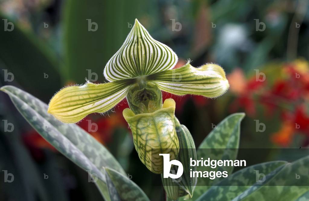 Paphiopedilum Venustum Measuresianum