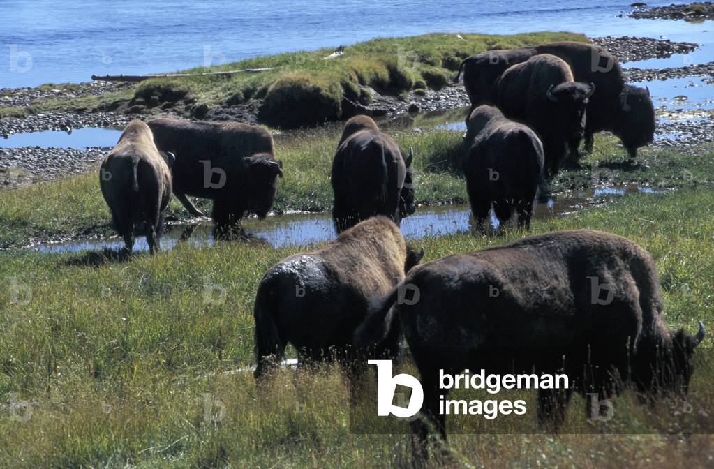 Bison in Lamar Valley, Yellowstone National Park, United States of America, America
