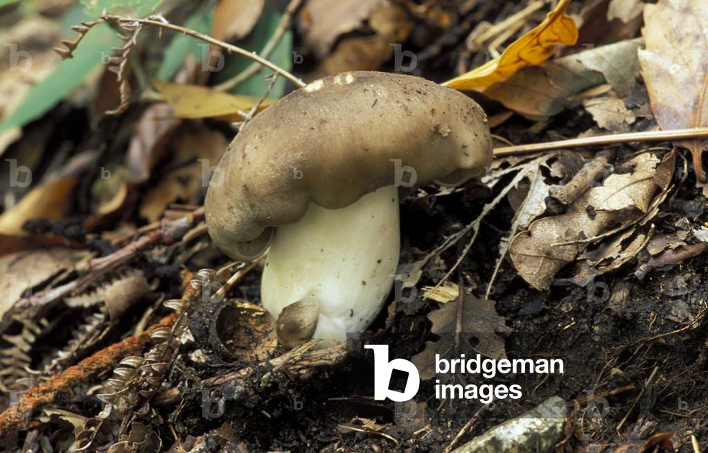 Russula Cyanoxantha, Italy