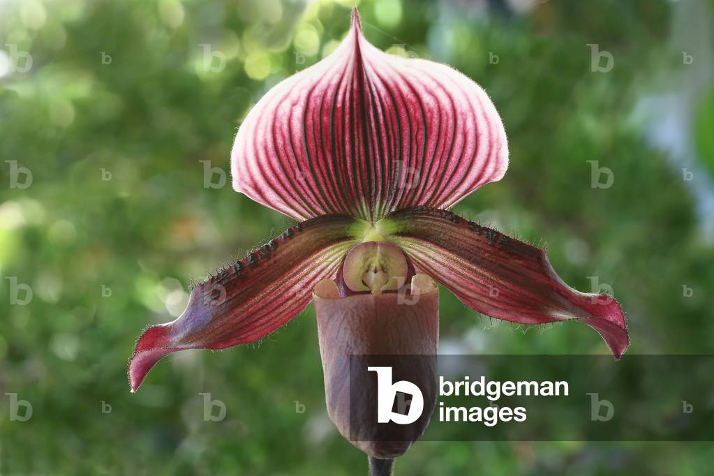 Paphiopedilum, hybrid