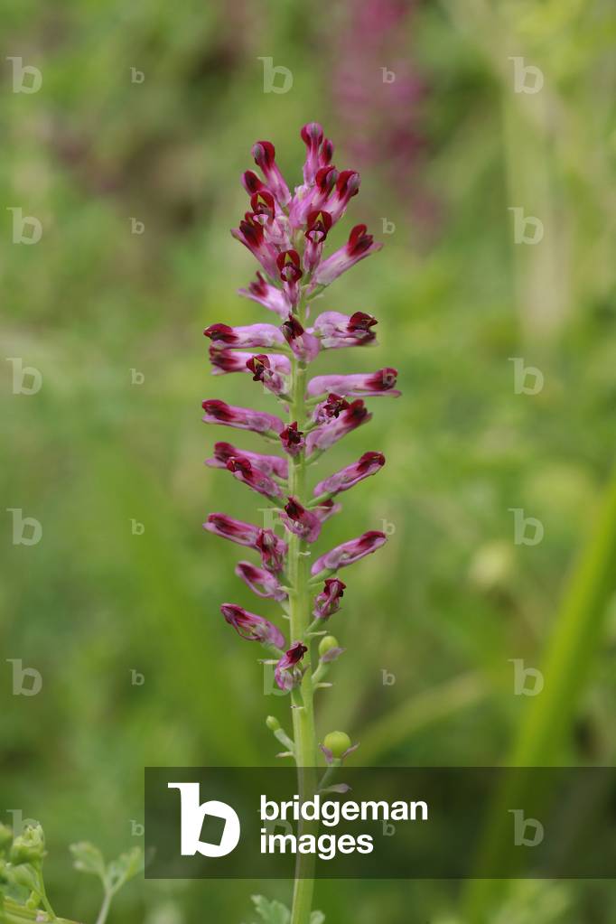 Fumaria officinalis