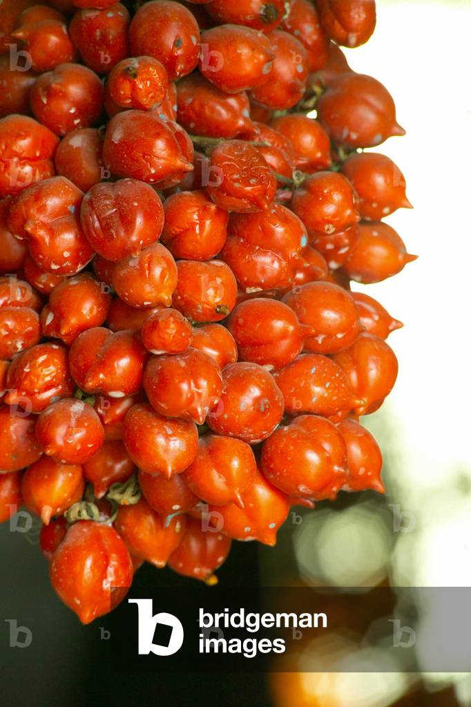 Vesuvian little tomato al piennolo, Naples, Campania, Italy