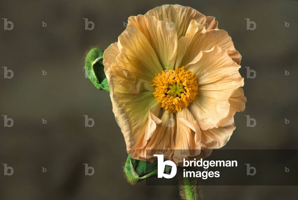 Poppy, Ventimiglia, Ligury, Italy