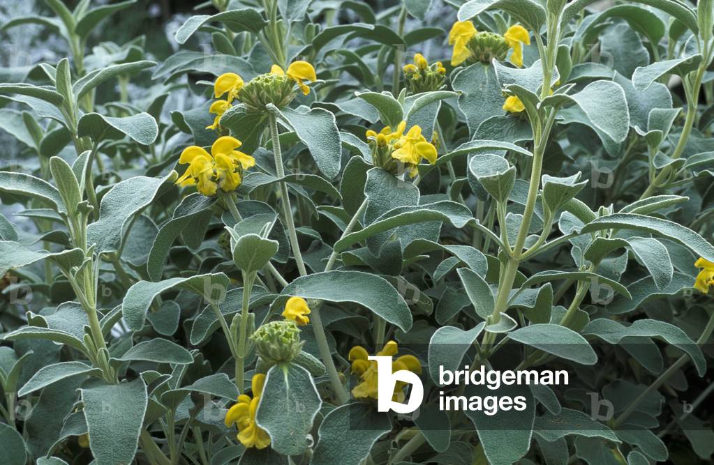 Phlomis Fruticosa, Sardinia, Italy