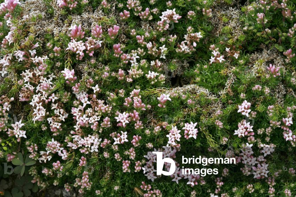 Asperula gussonii