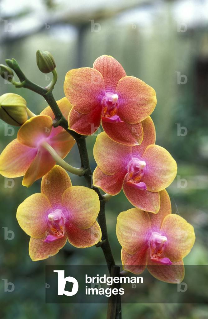 Phalaenopsis “” Lung Ching”