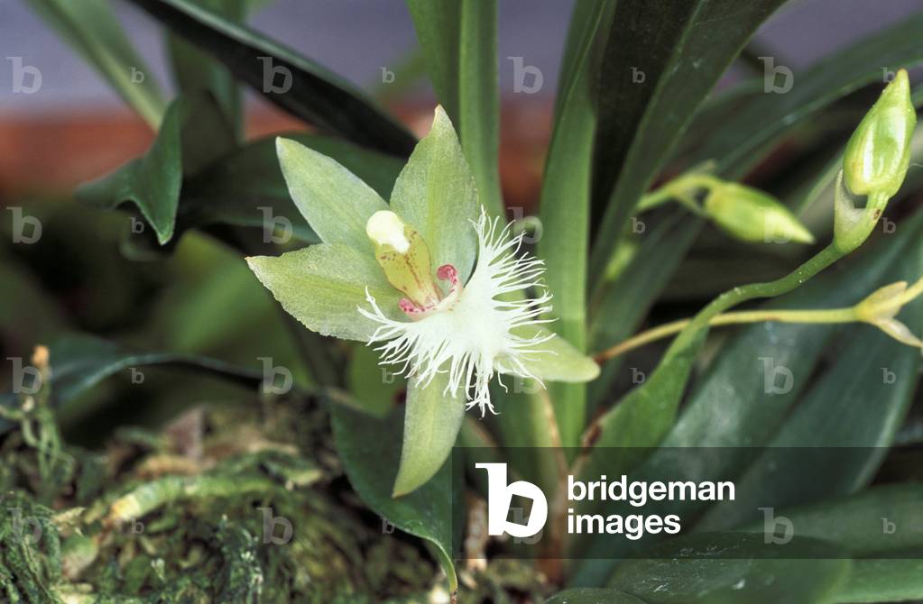 Chaubardiella hirtzii