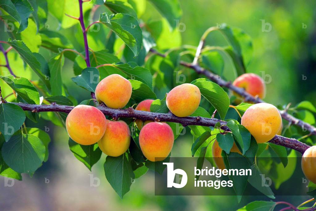Vesuvian apricots, Naples, Italy