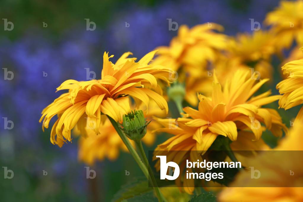 Heliopsis helianthoides Hotspiegel