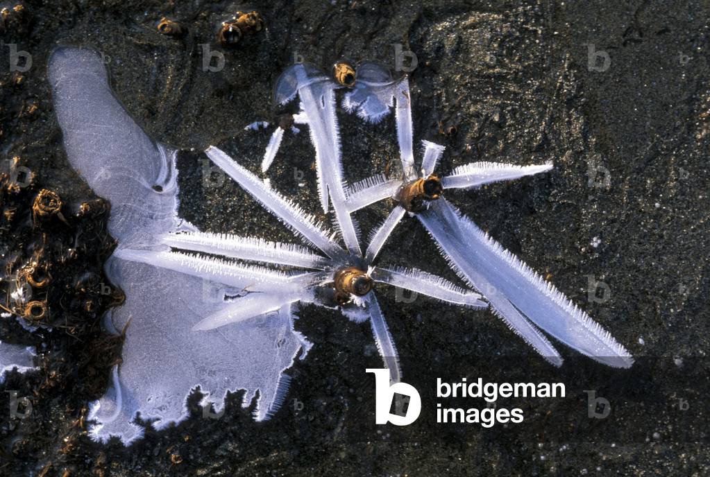 Image de Photographie représentant Ice and stalks