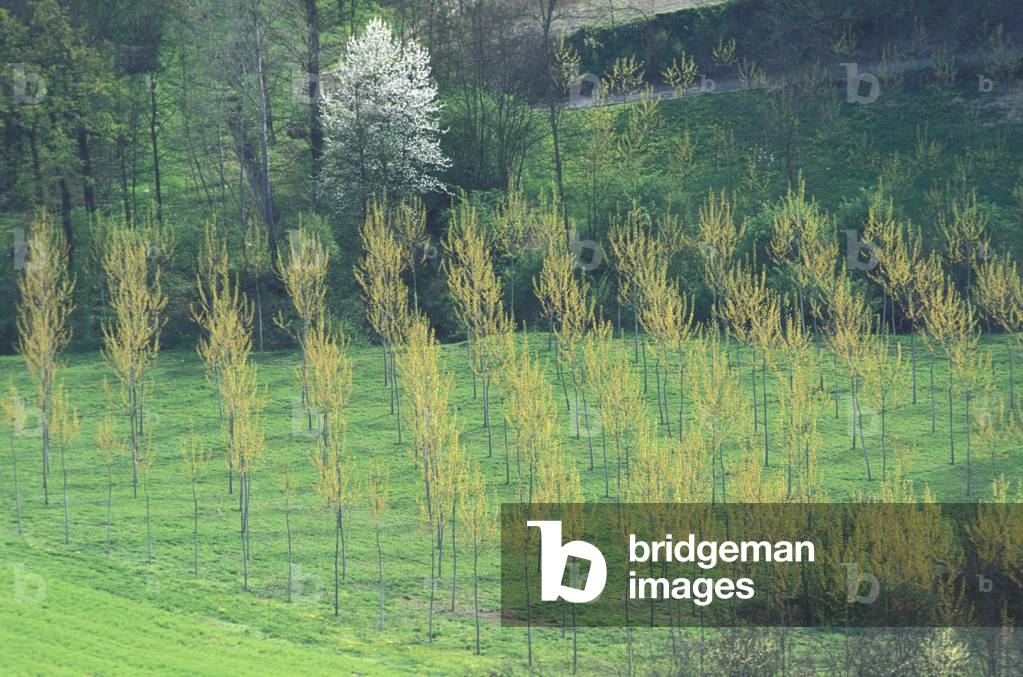 Poplars, North Italy, Italy