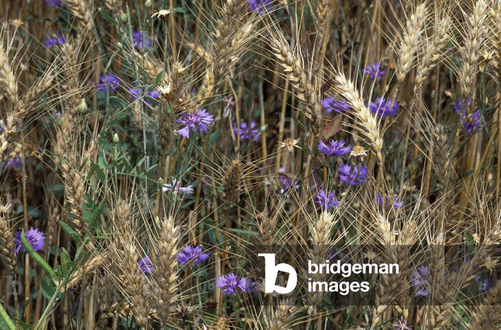 Wheat and cornflower, Italy